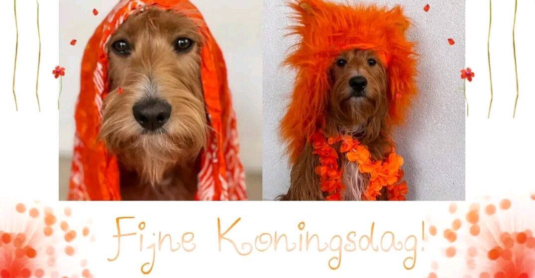 Koningsdag 2025 -》spoeddienst